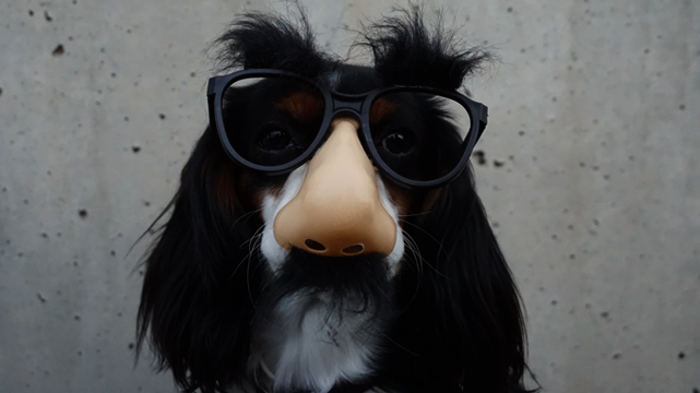 Dog Wearing Groucho Marx Disguise