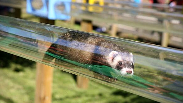 Ferret Crawling Through a Clear Tube - Bizarre Things to Bet On