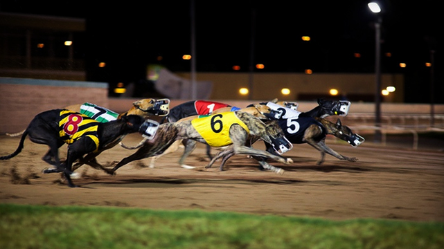 Greyhound Dogs Racing